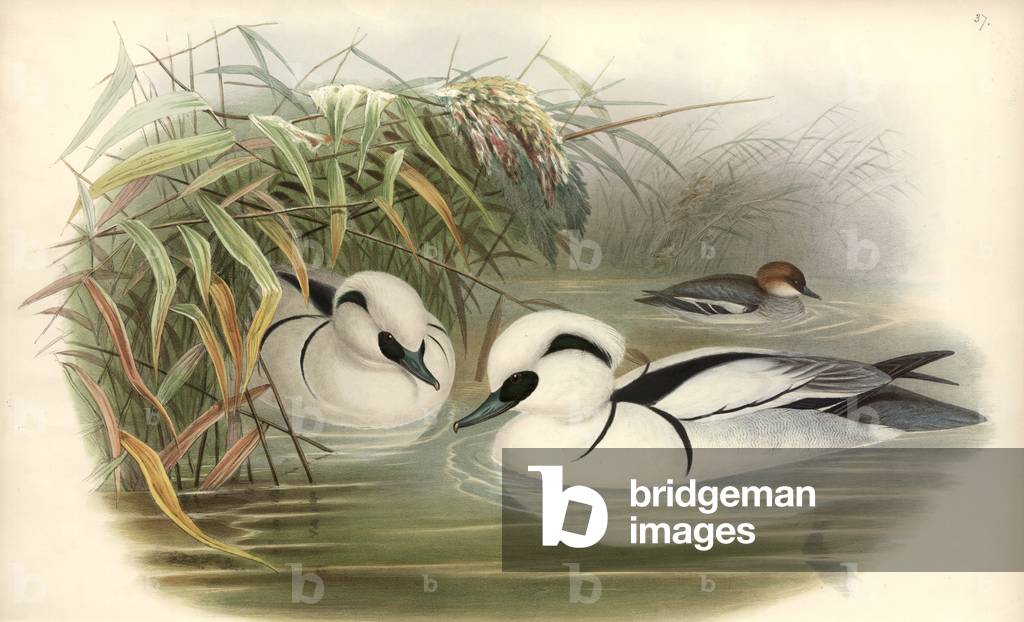 Bild von Zeichnung "Mergellus albellus" von John Gould