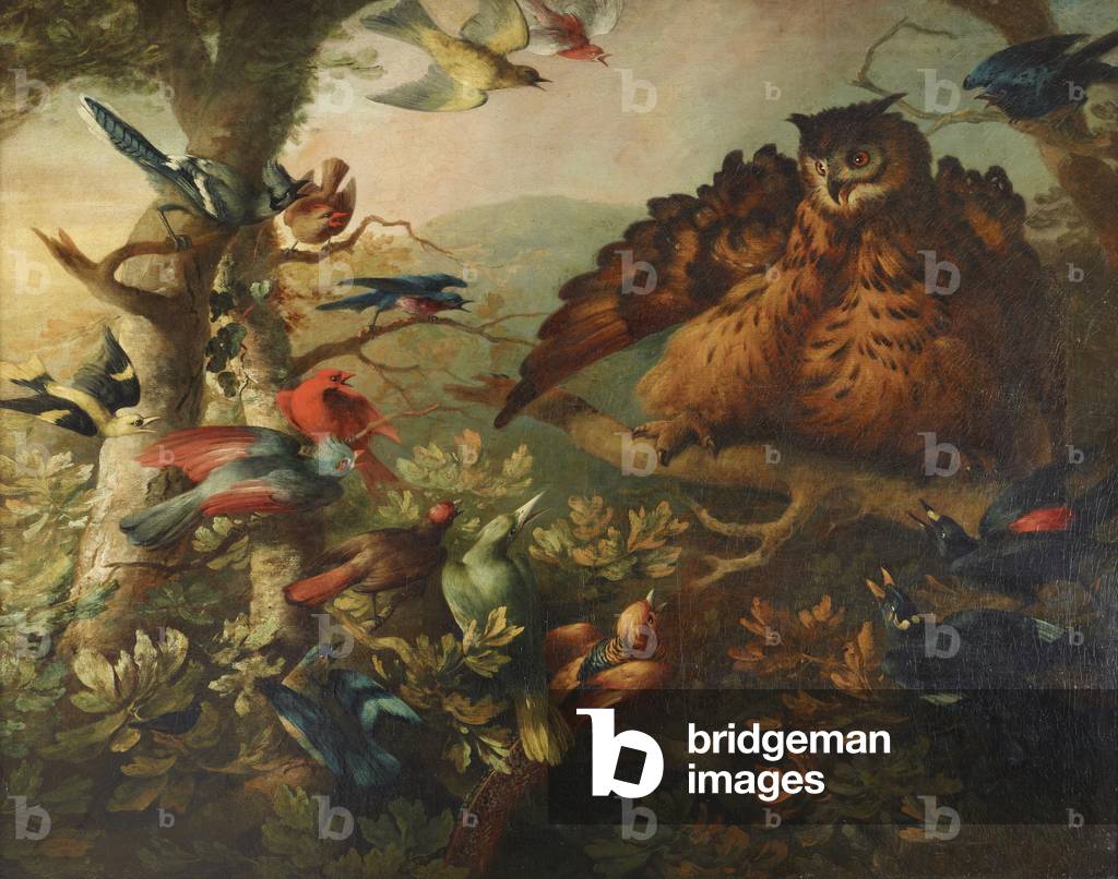 il mobbing di un Long-eared Gufo di altri uccelli