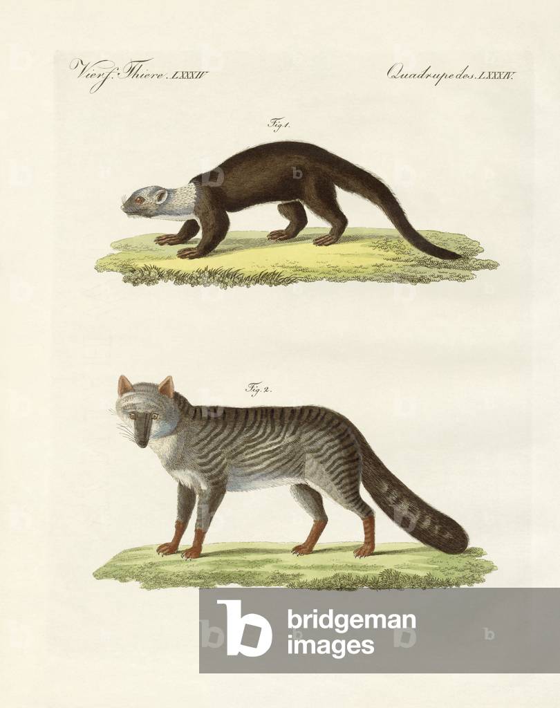 Image de Gravure représentant Animaux sud-américains (gravure colorée) par German School, b/w