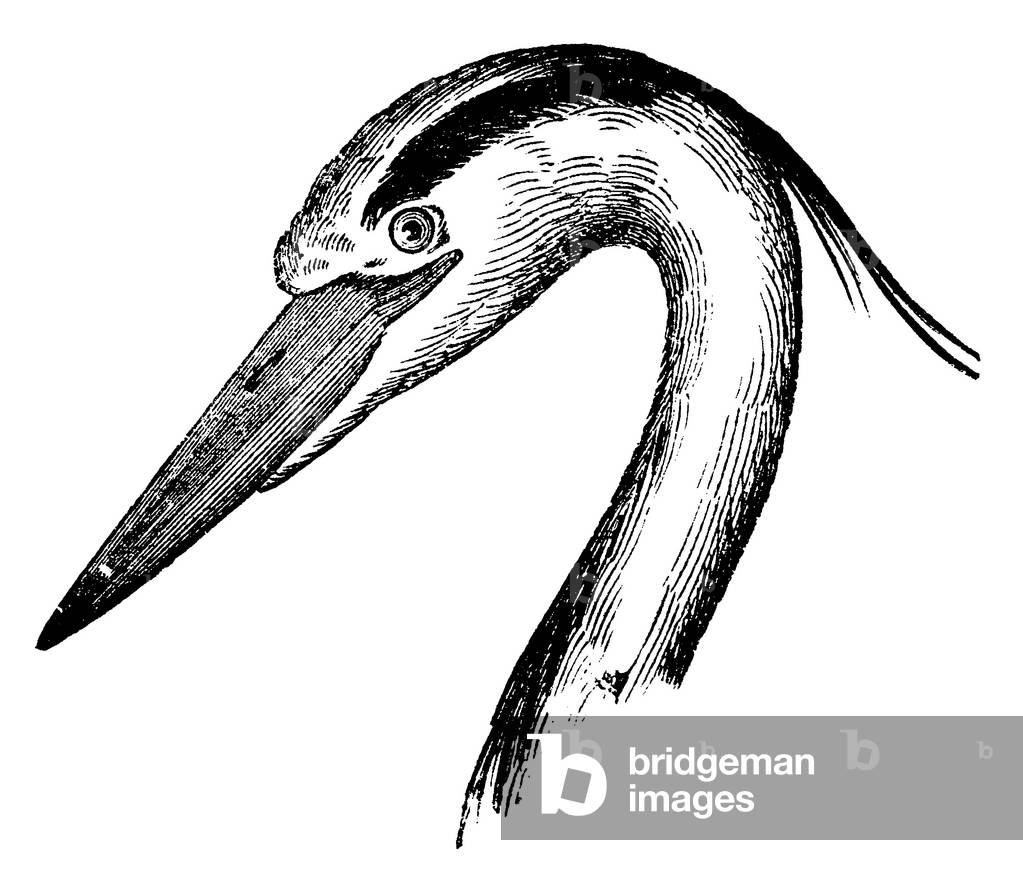 Heron
