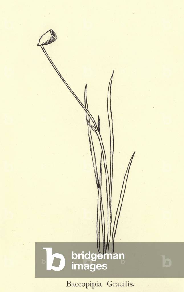 Baccopipia Gracilis (incisione)