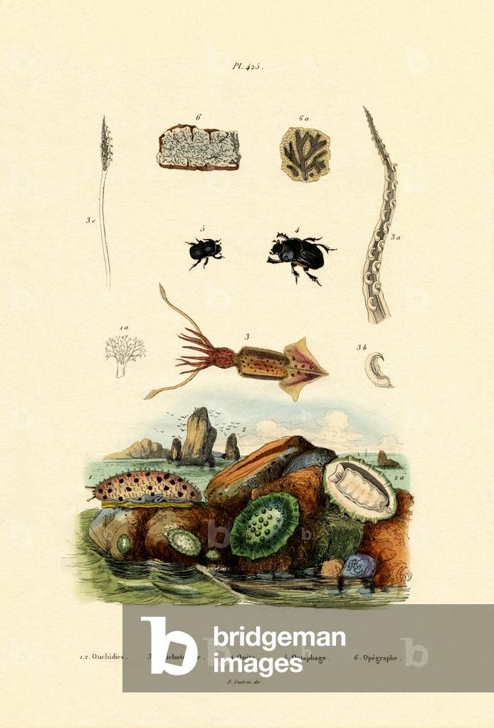 Immagine di Incisione "Sea lug", 1833-39 di French School