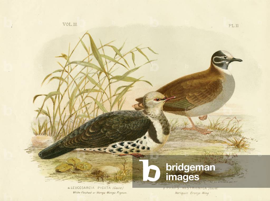 Bild von Gravur "Weißfleischtaube oder Wonga-Taube", 1891 von Gracius Broinowski, b/w