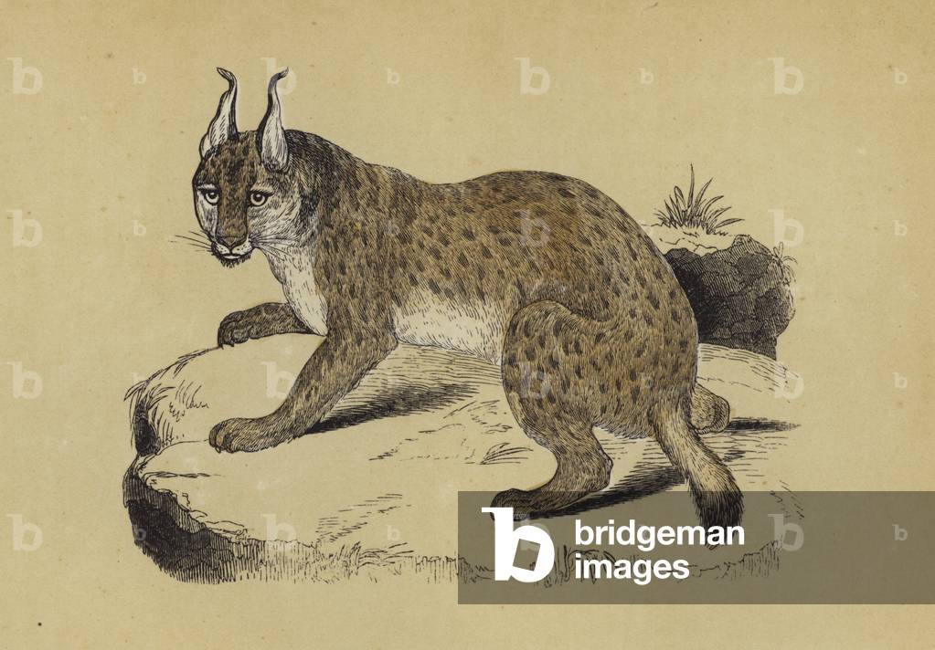 "Lince (colore litico)" di English School