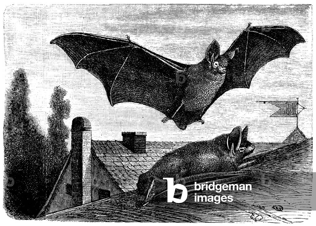 Bat