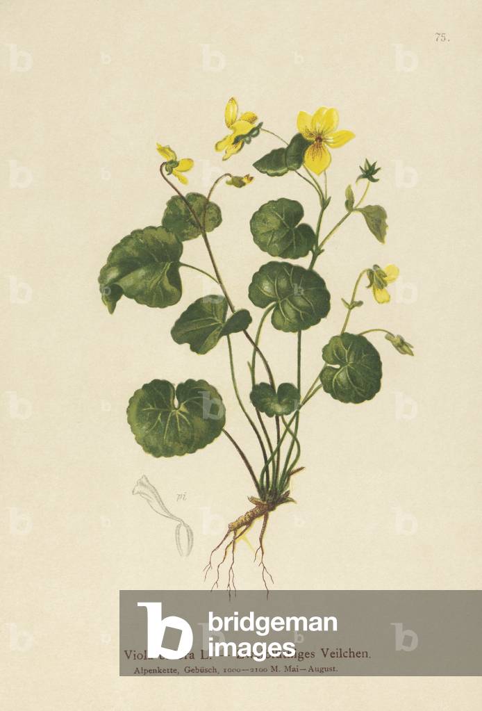 Two-flowered Violet (Viola biflora) (colour litho) by German Artist