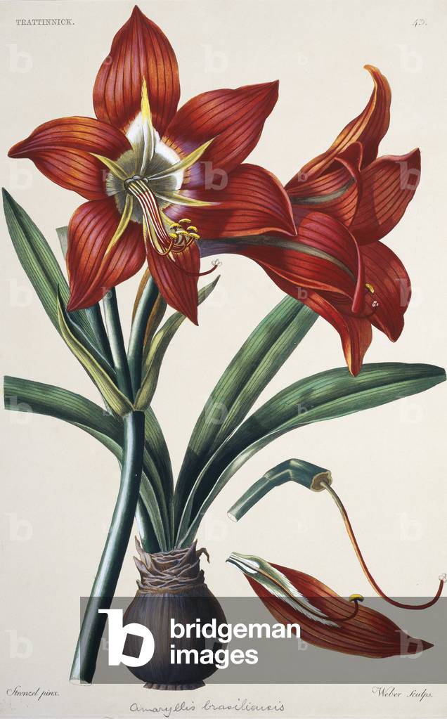 "Amaryllis brasiliensis"
