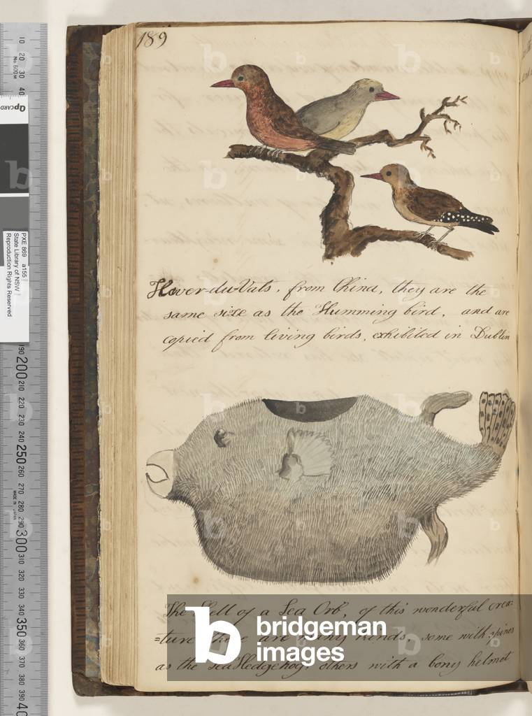 Page 189. Kaver? by Kenelm Henry Digby, b/w