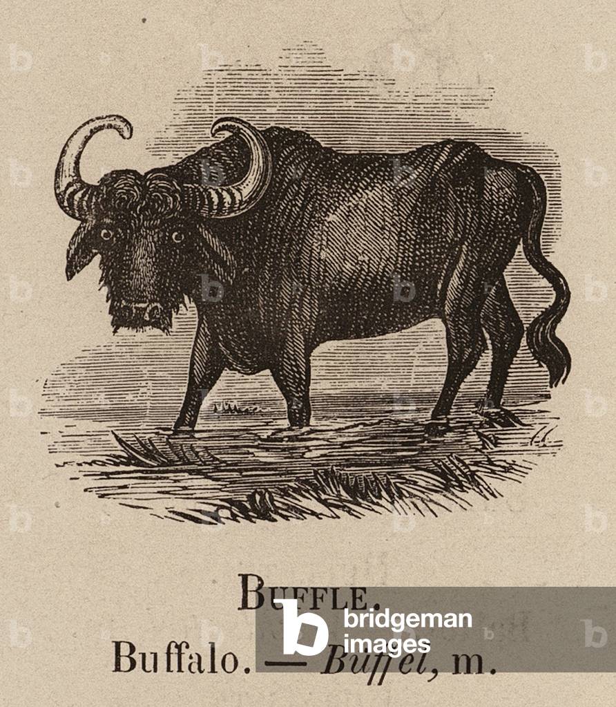 Le Vocabulaire Illustre : Buffle ; Buffalo ; Buffel (gravure) 1873 par European School