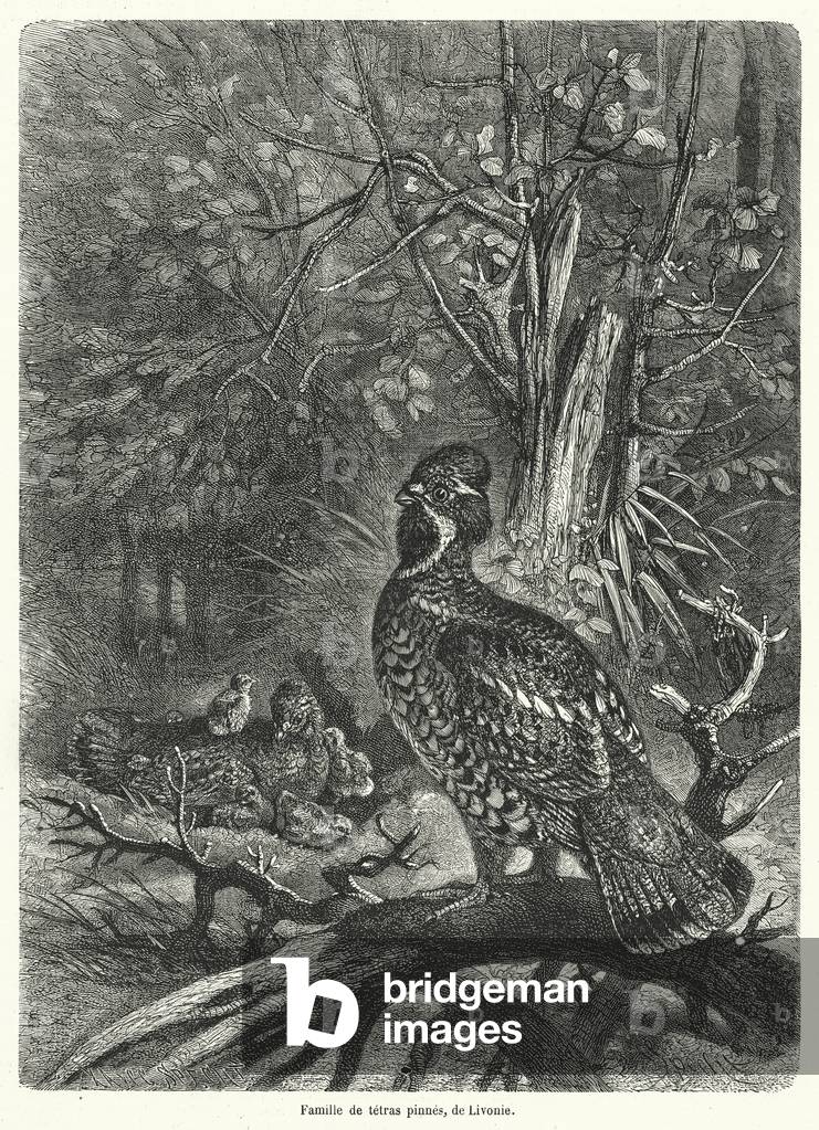 Famille de tetras pinnes, de Livonie (incisione)