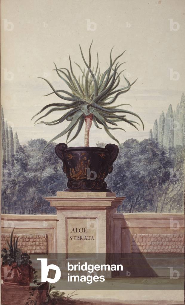 Aloe serrata