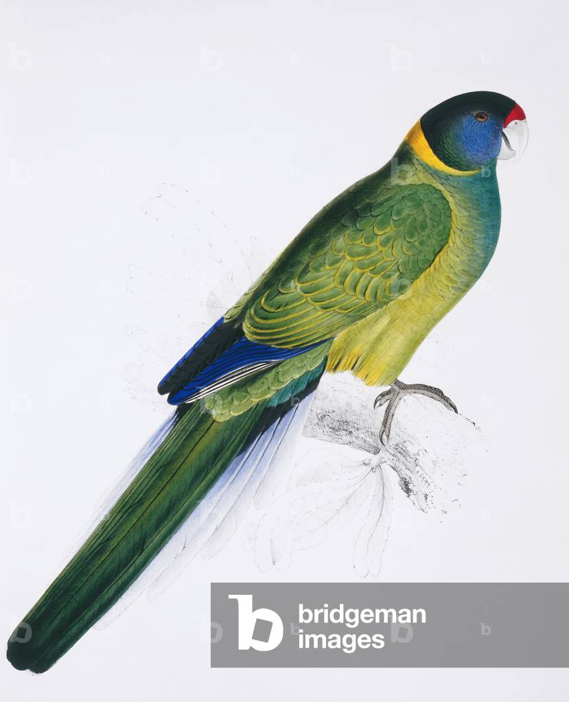Image of Print depicting Bauer's parrakeet by Edward Lear