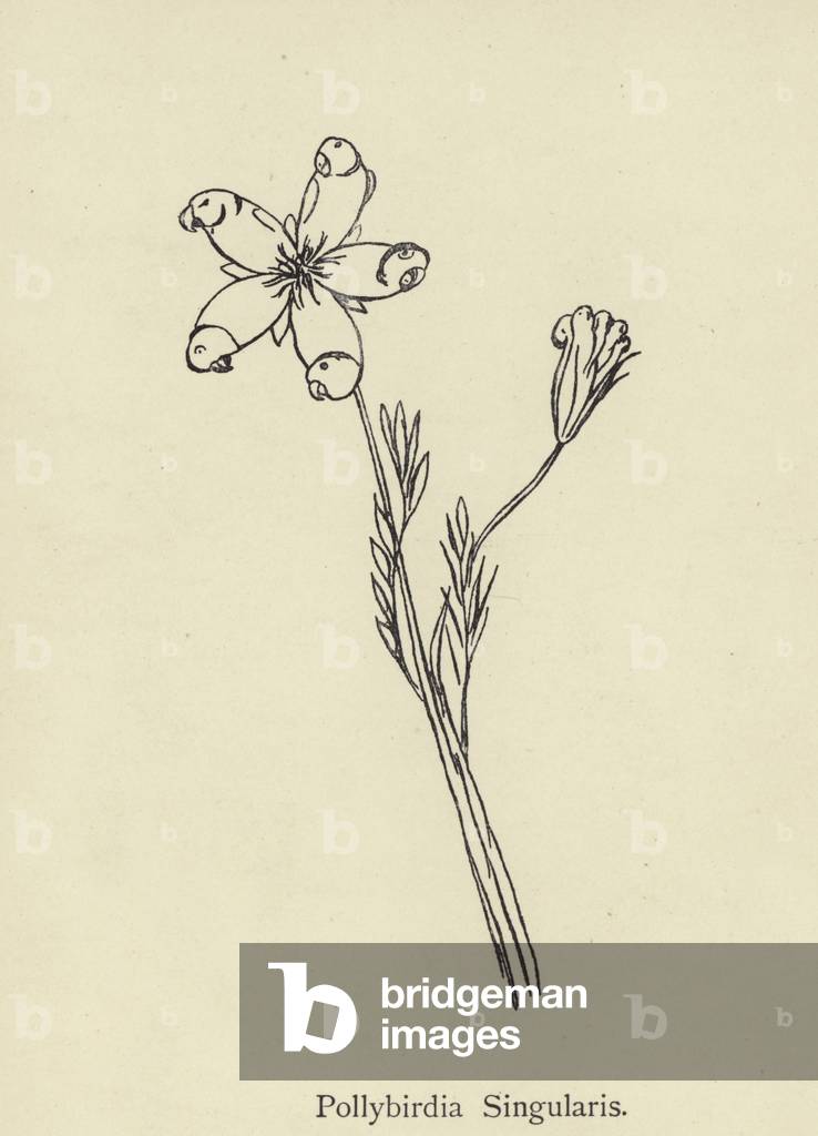 Pollybirdia Singularis (incisione)