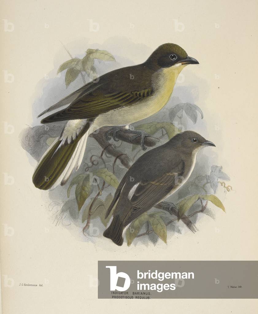 "Indikator Barianus. Prodotiscus regulus. Brauner Honeyguide."