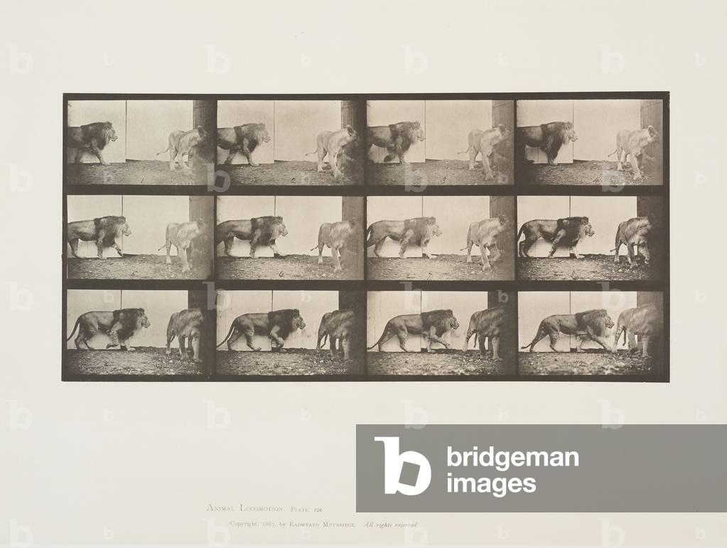 Immagine di Fotografia "Piatto 726 da Animal Locomotion", 1887 di Eadweard Muybridge, b/w
