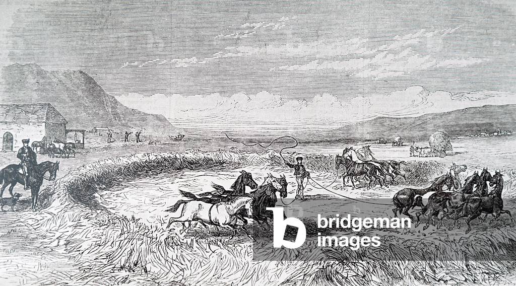 Trebbiatura con cavalli