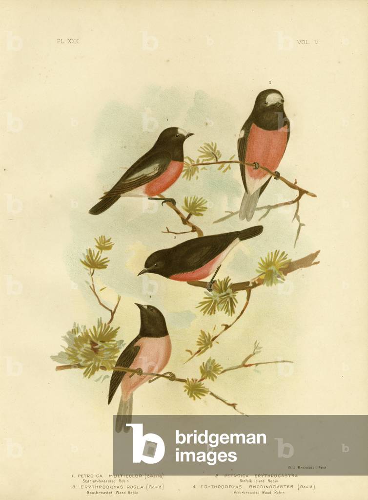 Rotkehlchen oder Pazifik-Rotkehlchen, 1891 (Farblitho)