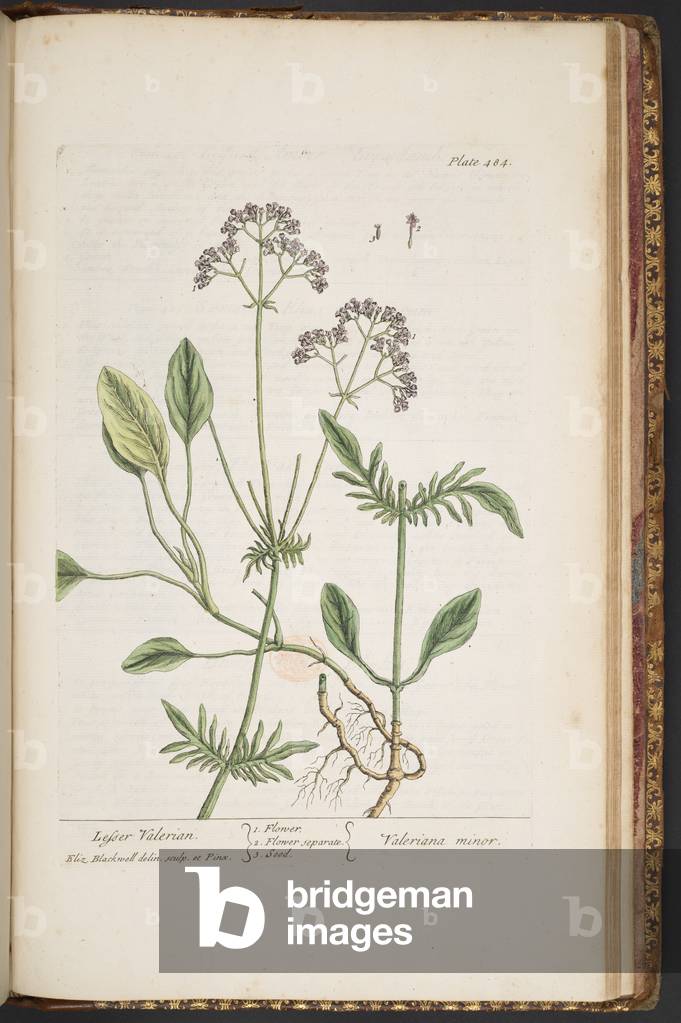 Bild von Gravur "Teller 484" 1737 von Elizabeth Blackwell