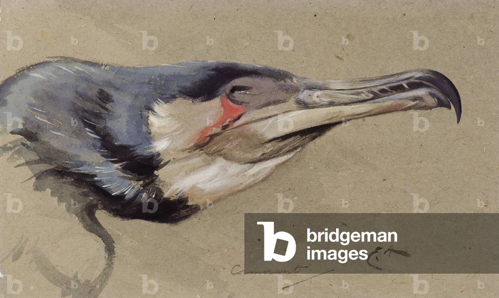 Kormoran (w/c)