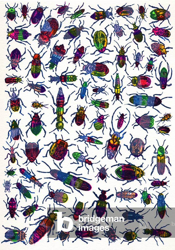 Beetles-random, 2008 (screen print)