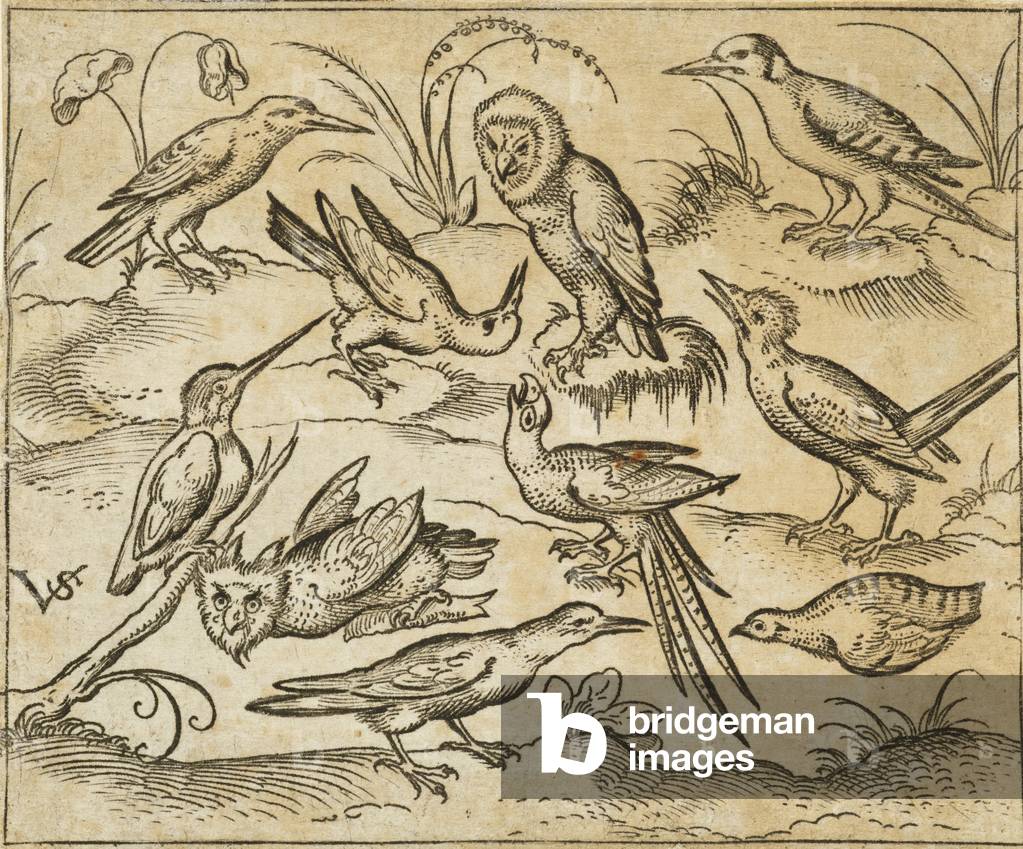 Ten birds sitting on branches and patches of grass, including two owls and a bird with long tail feathers chir