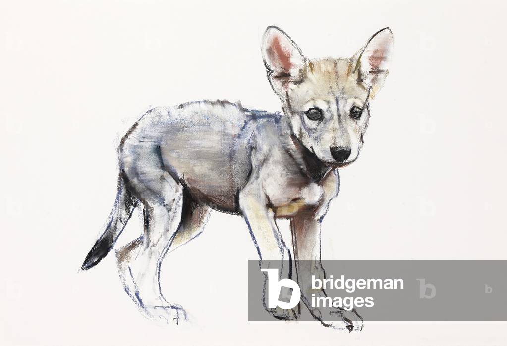 

Il Lupo Arabo Hesitante, 2009 (papiro e carboncino su carta)