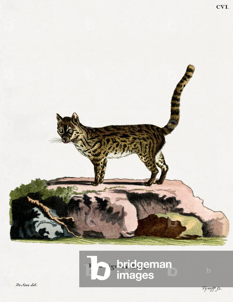 Tigerkatze (farbige Gravur)