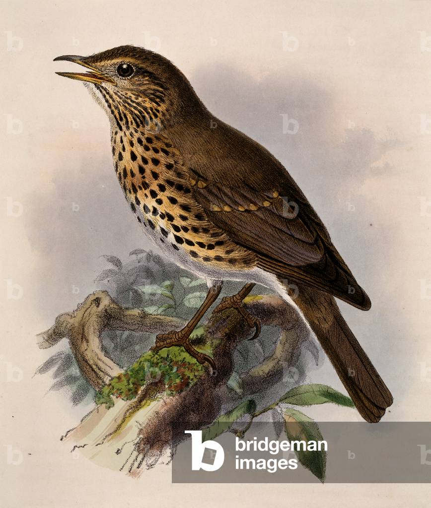 Turdus philomelos