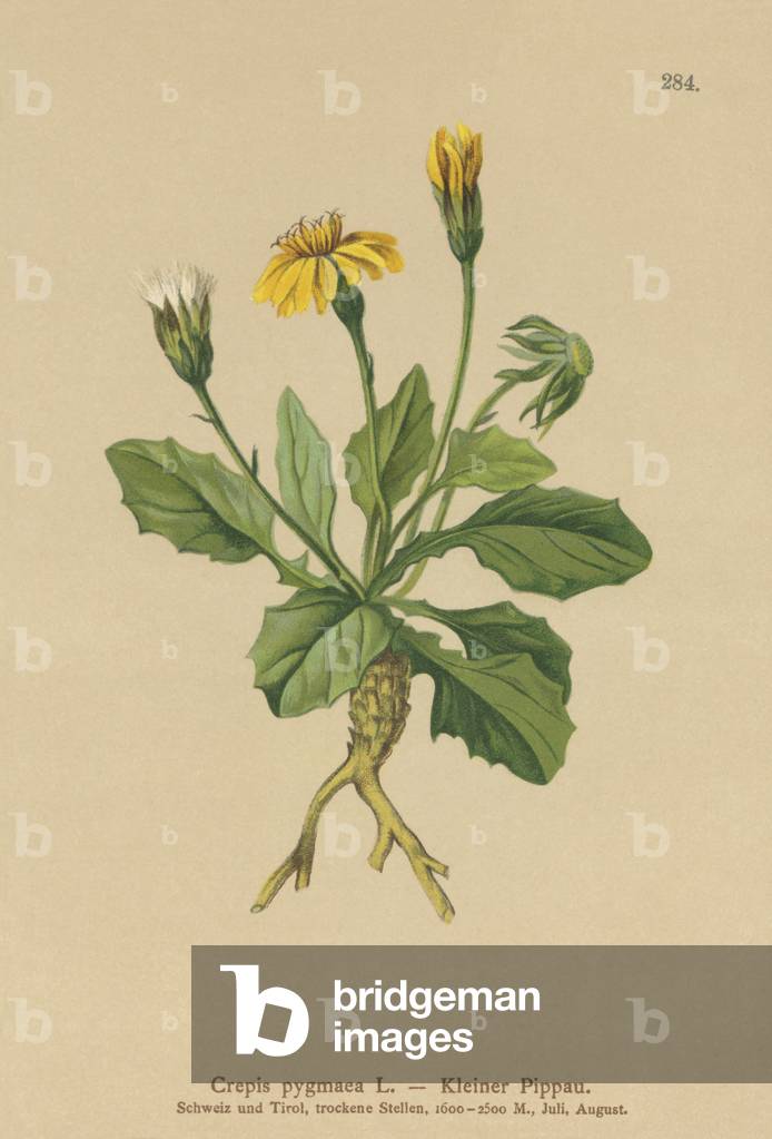 Pygmy Hawk's-beard (Crepis pygmaea by German Artist