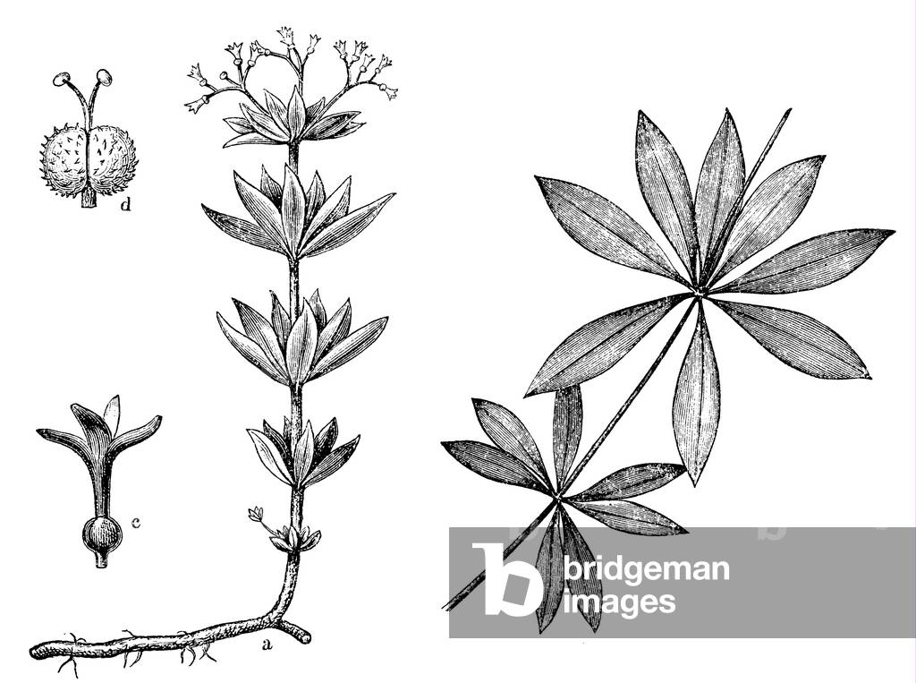 Immagine di Incisione "Woodruff", b/w