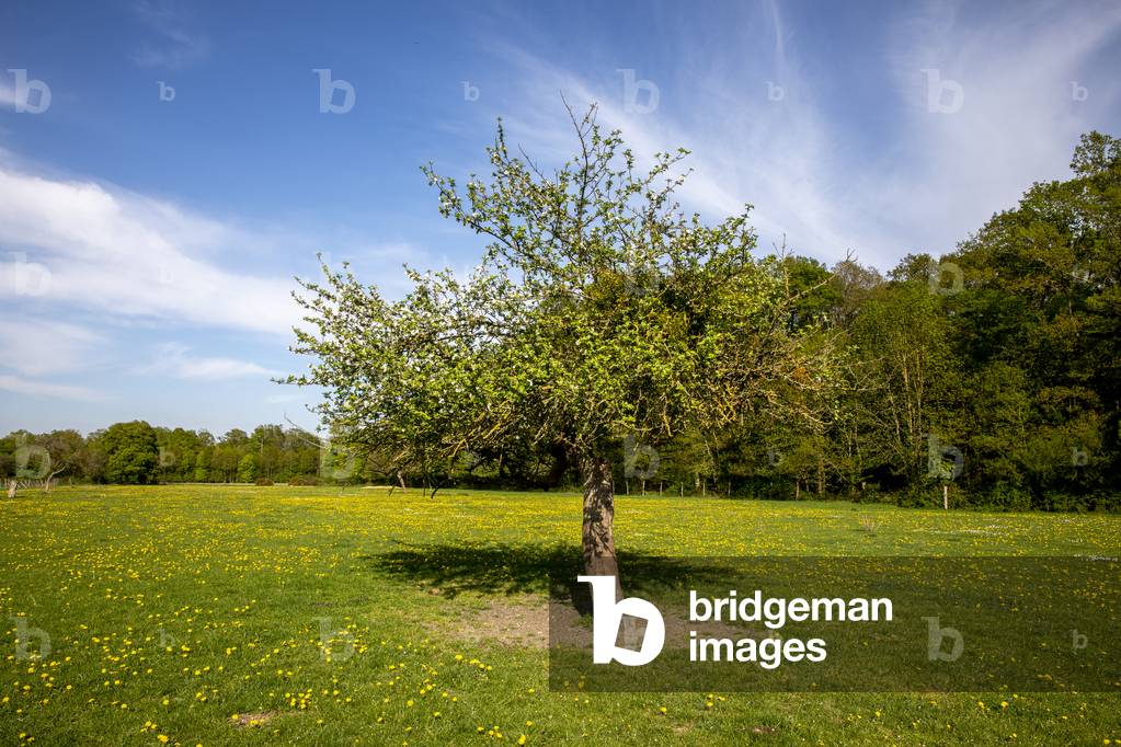 Image of Photography depicting Apple tree in Eure 2020