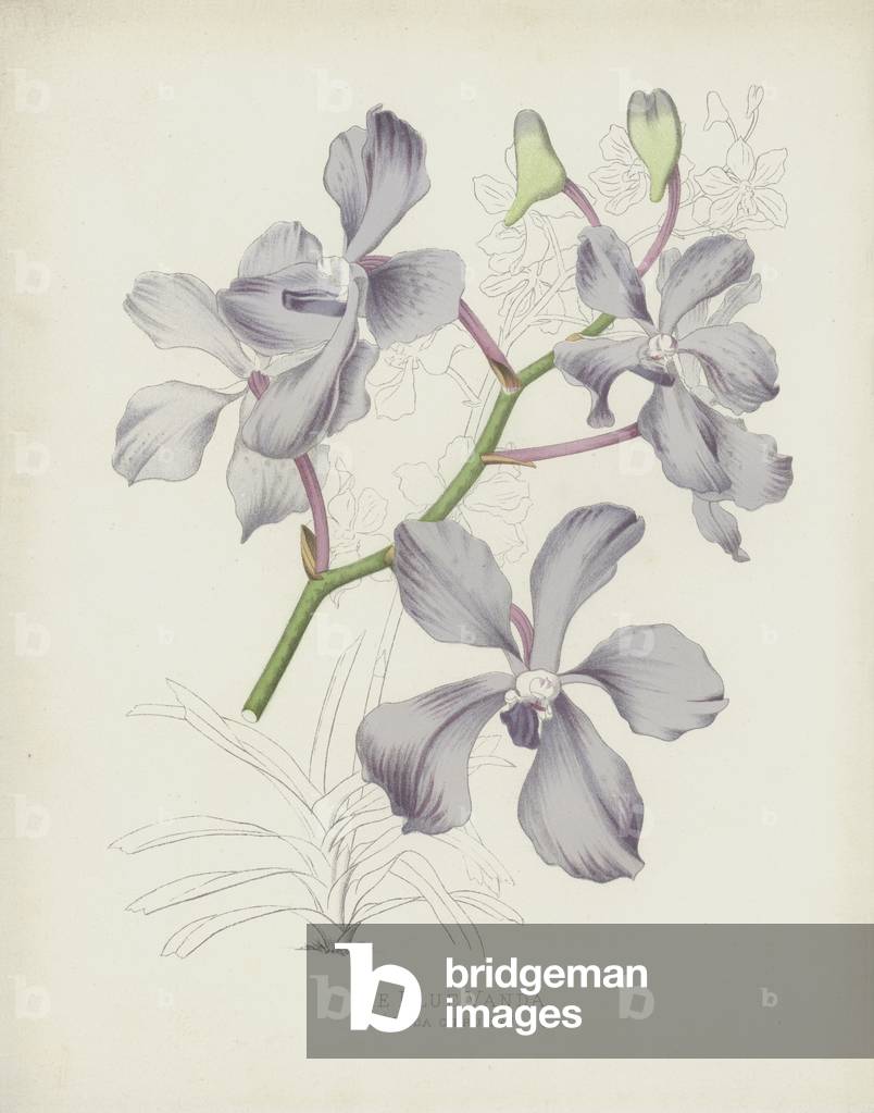 Die Blaue Vanda, Vanda Coerulea (chromolitho)