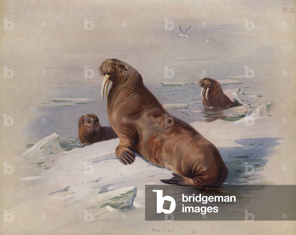 Image of Print depicting Walrus (colour litho) by Archibald Thorburn
