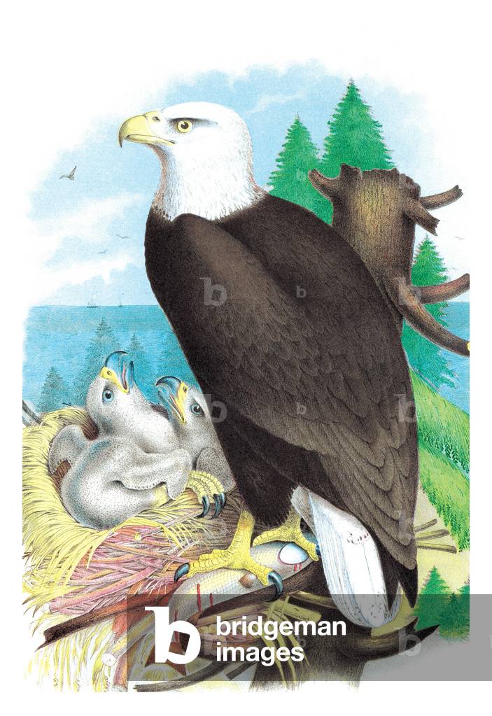 Weißkopfseeadler (Weißkopfadler), Vögel - Greifvögel