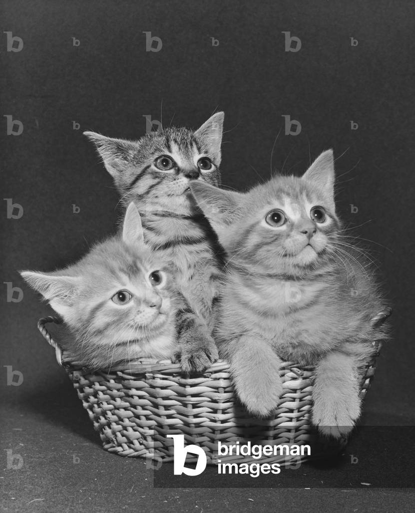 Drei Kätzchen in einem Korb