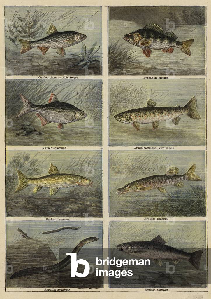 "Französischer Süßwasserfisch (Farbe Litho)" 1801 von French School