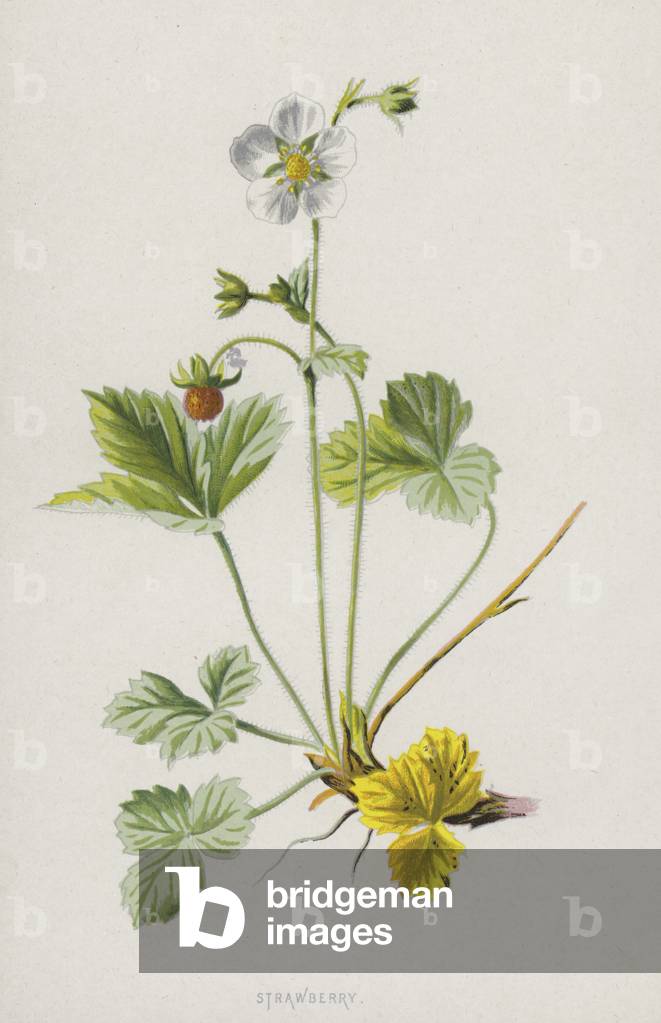 Fragola (cromolito)