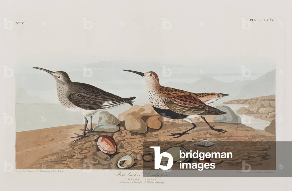 Illustrazione da 'Birds of America', 1827-38 (hand-coloured incisione & aquatint)