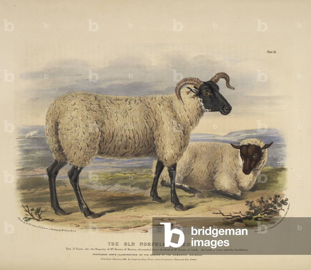 "La vecchia razza Norfolk"