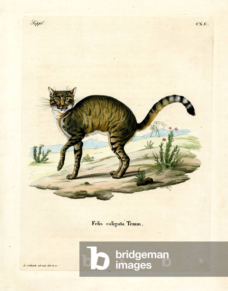 Bild von Gravur "Afrikanische Wildkatze (farbige Gravur)" von German School