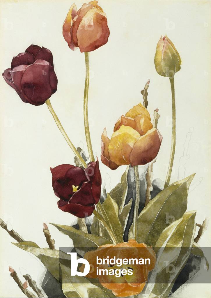 Immagine di Disegno "Tulipani" 1933 di Charles Demuth