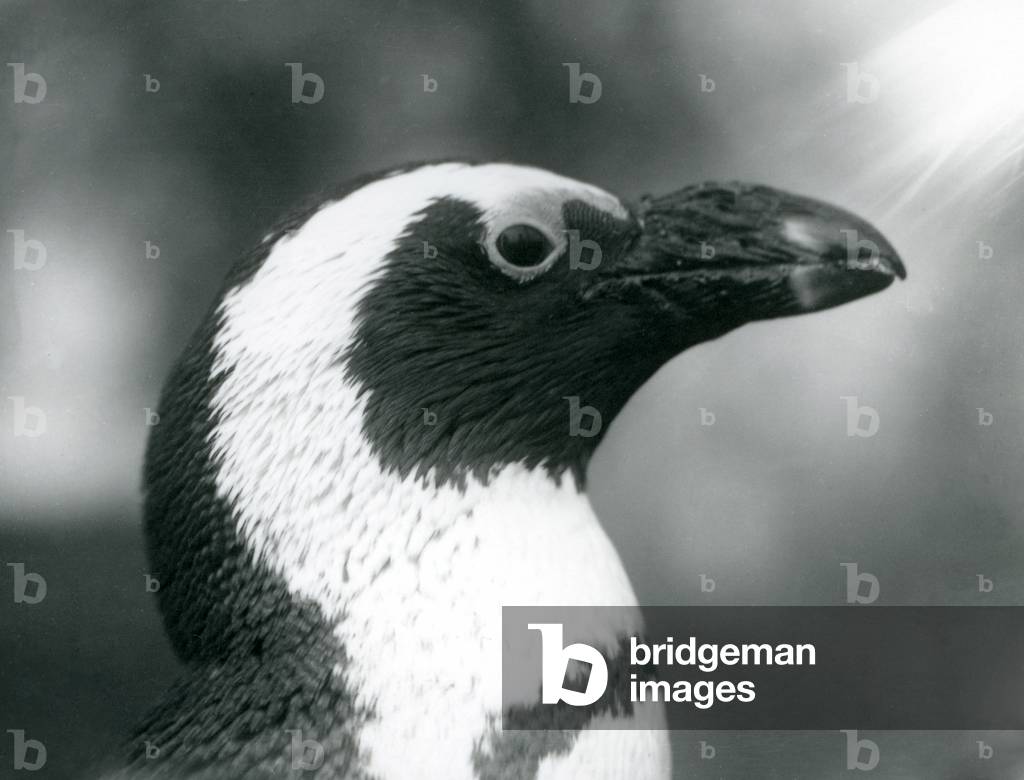 An adult Black-footed/Jackass/African Penguin at London Zoo, September 1925 (b/w photo)