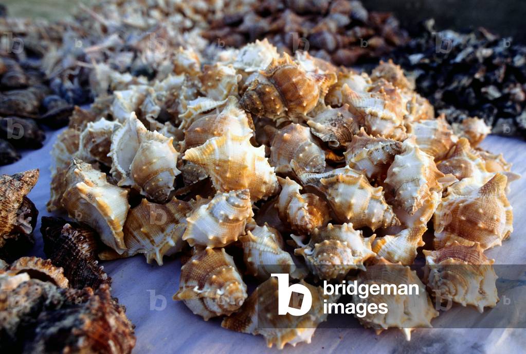 Bild von Fotografie "Muscheln aus Muscheln sind wertvolle Schmuckstücke. Bangladesch. (Foto)"
