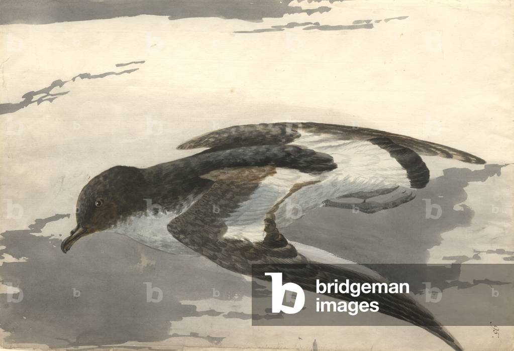 Bild von Zeichnung "Thalassoica antarctica" von Georg Forster