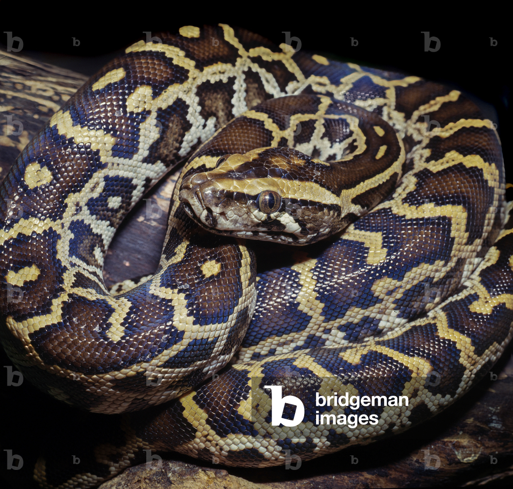 Image of Photography depicting Burmese python (photo)