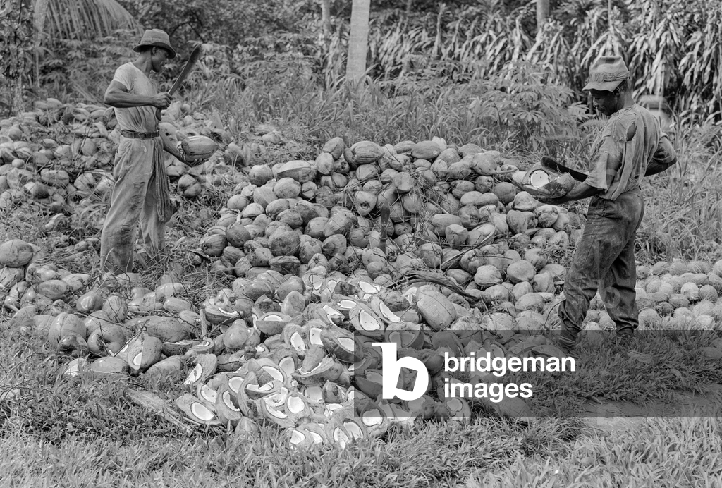 Island men open coconuts with machete at a plantation in British West Indies, 1940 (photo)