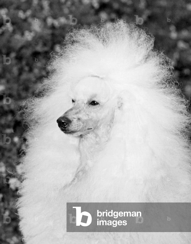 "A Groomed Standard Poodle (s/w Foto)", b/w