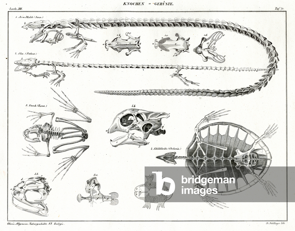 Bild von Druck "Reptilienskelette und Schädel (Druck)" 1843