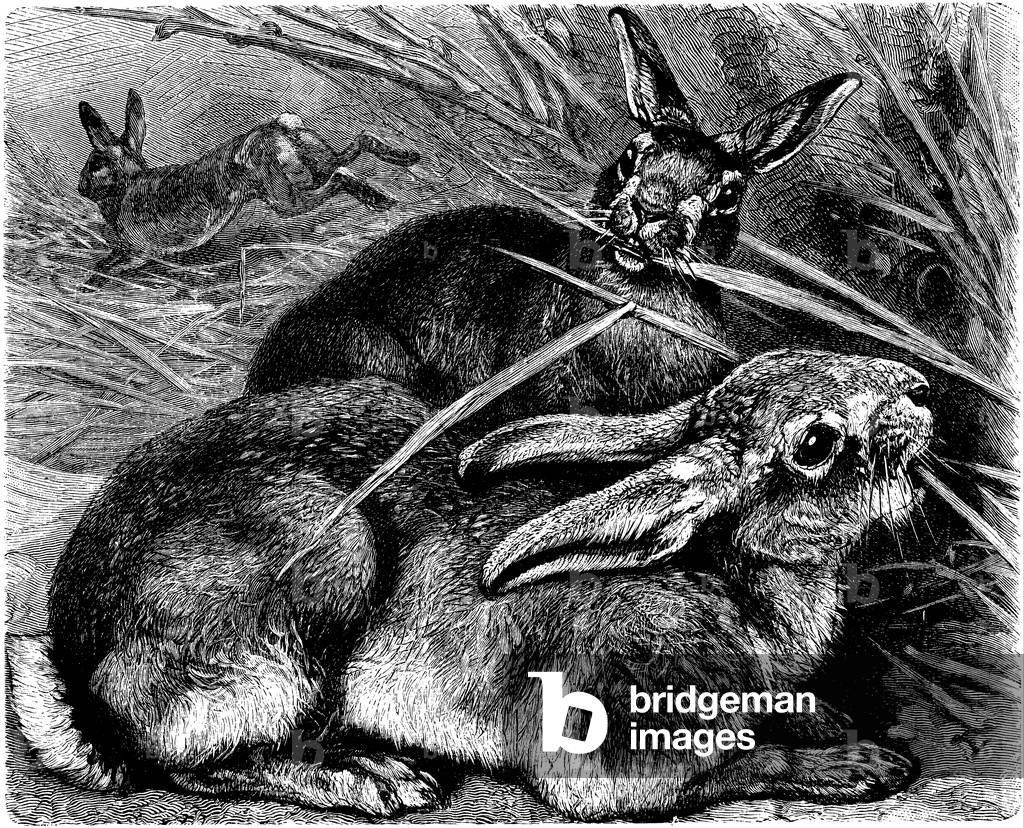 Hare