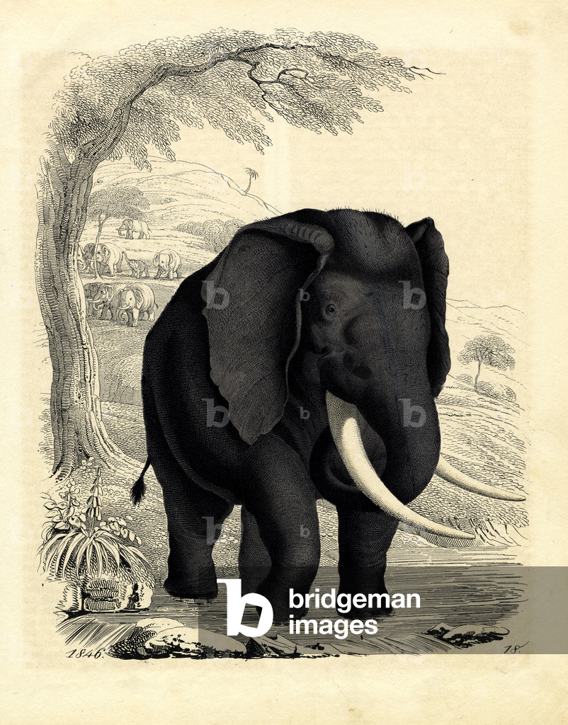 Bild von Druck "Afrikanischer Elefant (Gravur)" 1842
